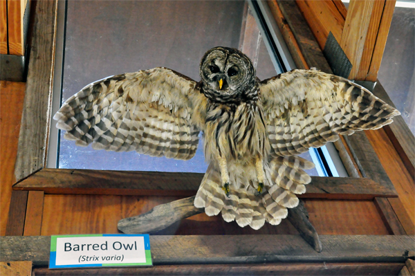 Barred Owl